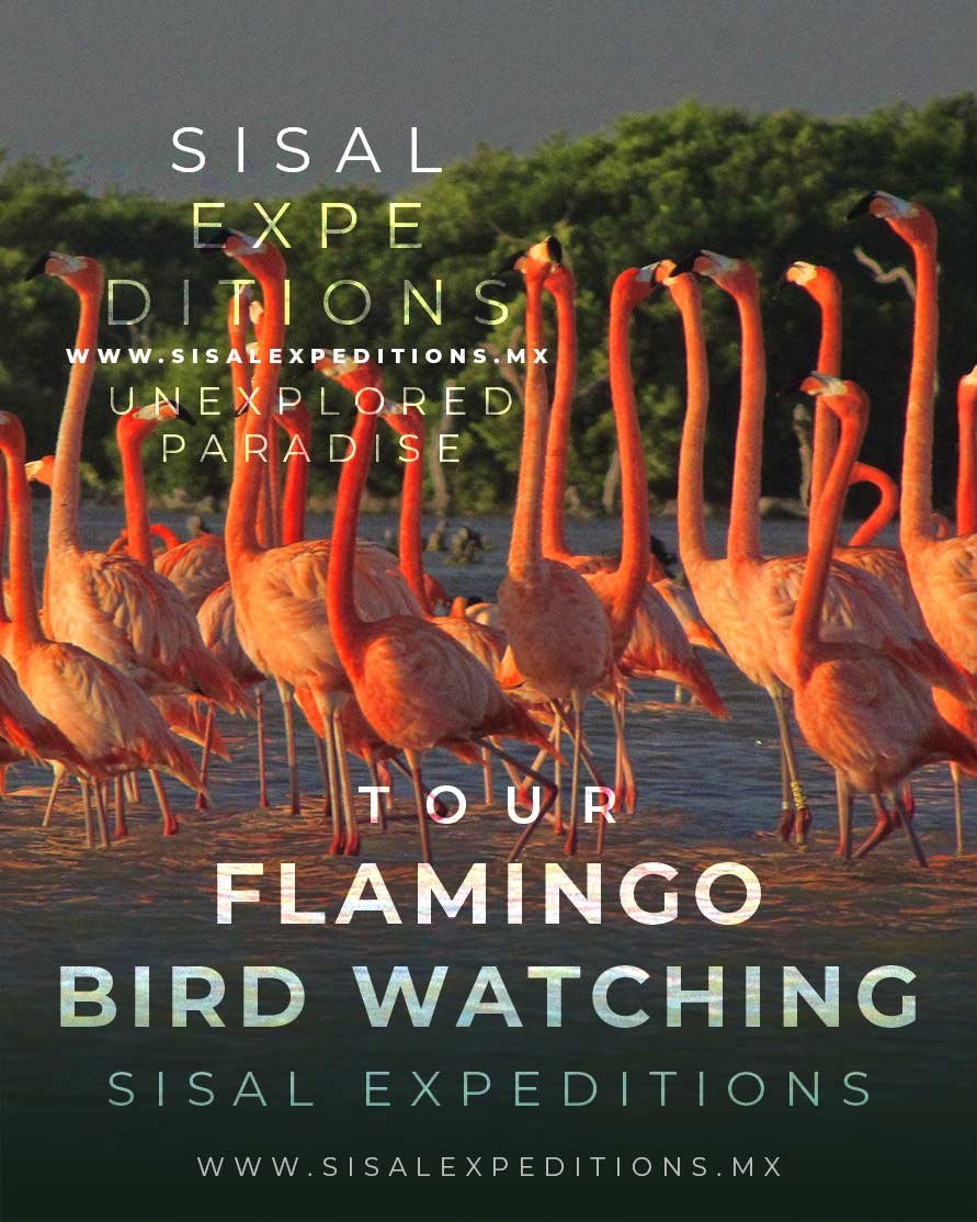 Flamingos rosados en Sisal Yucatán