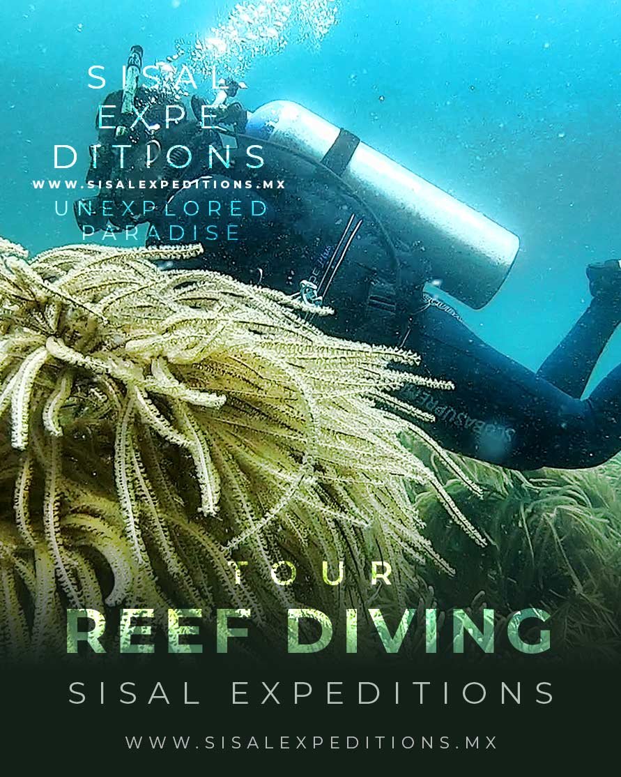 Buceo en Sisal